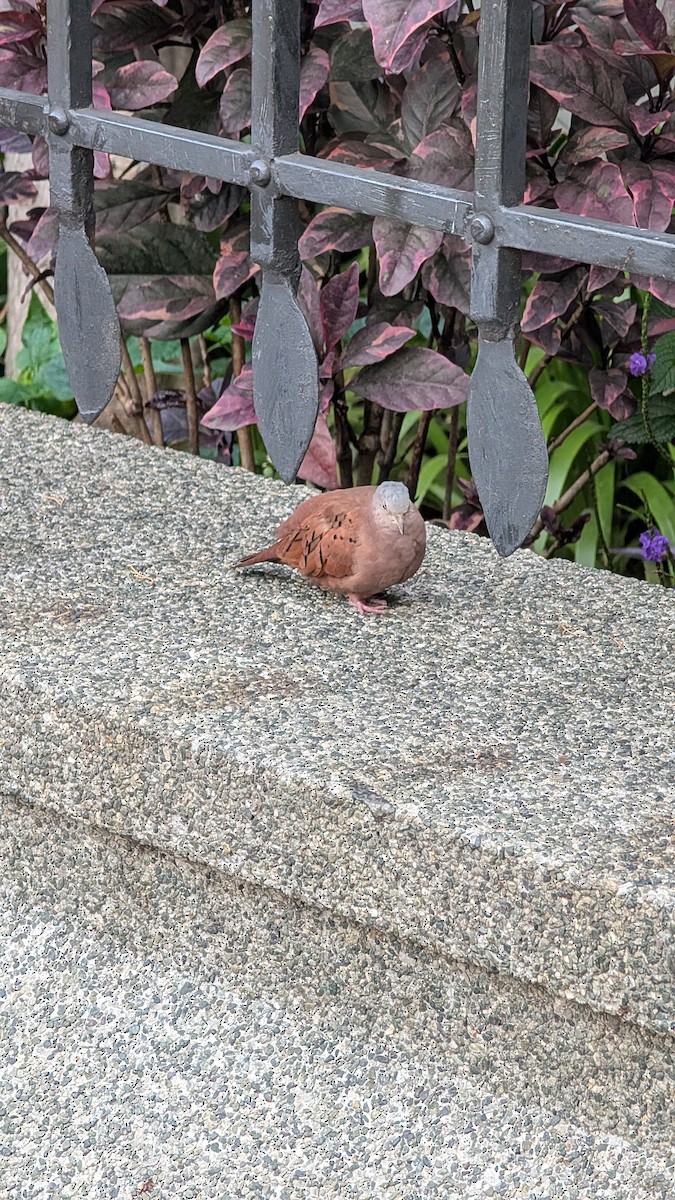 Ruddy Ground Dove - ML645177438
