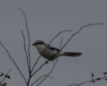 Antzandobi handi arrunta - ML645177439