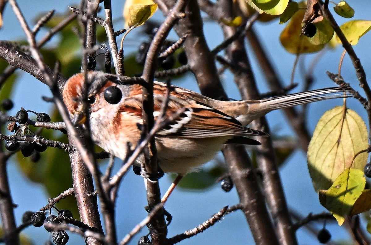 American Tree Sparrow - ML645177441