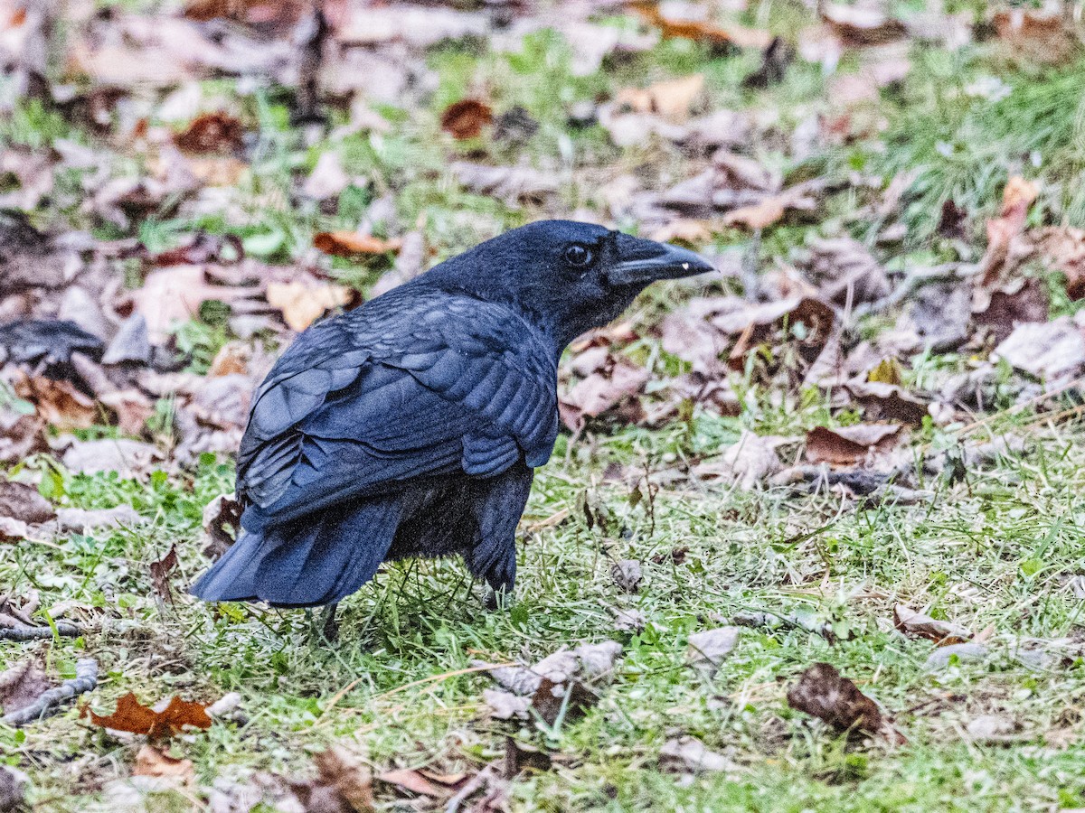 American Crow - ML645177442