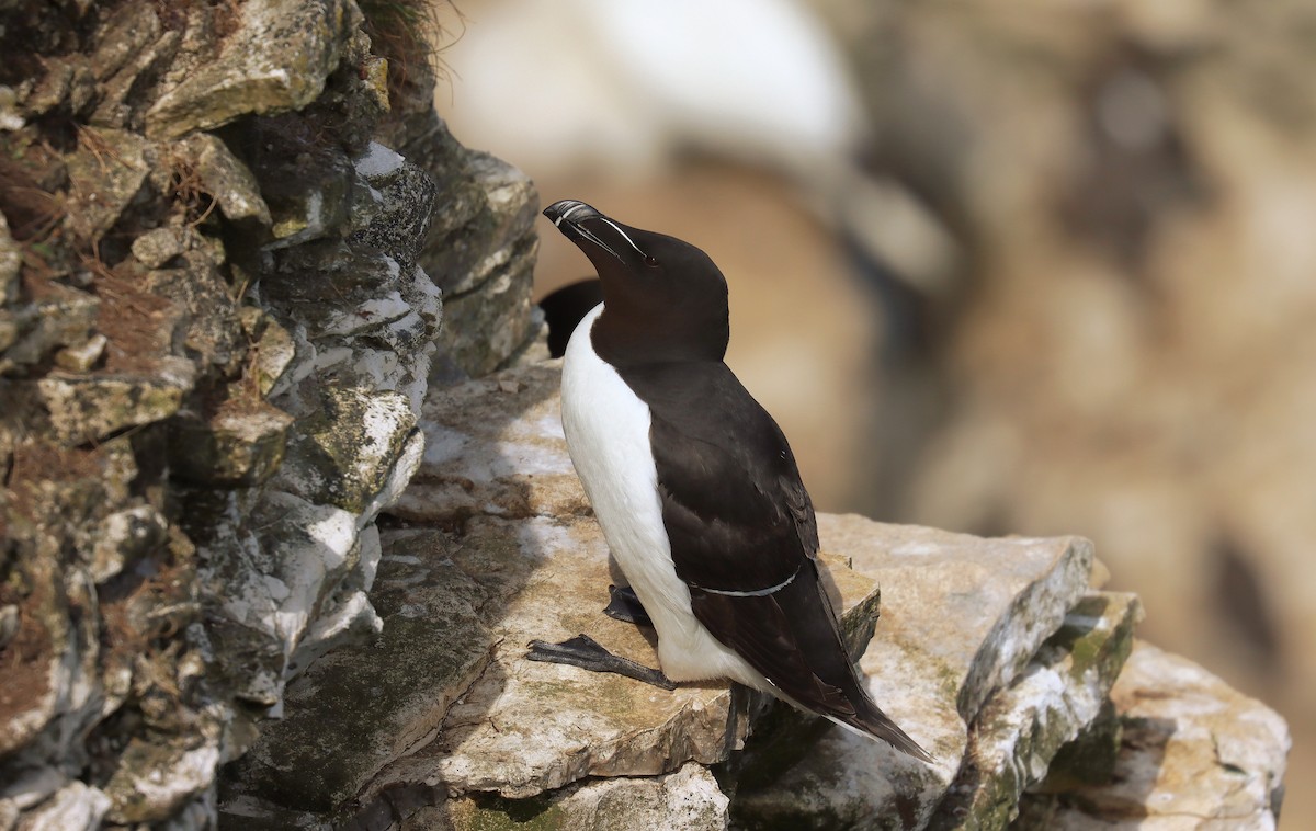 Pottorro arrunta - ML645177444