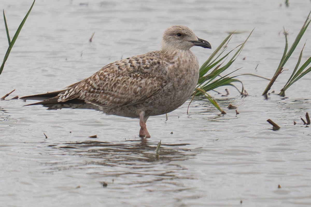 European Herring Gull - ML645177446