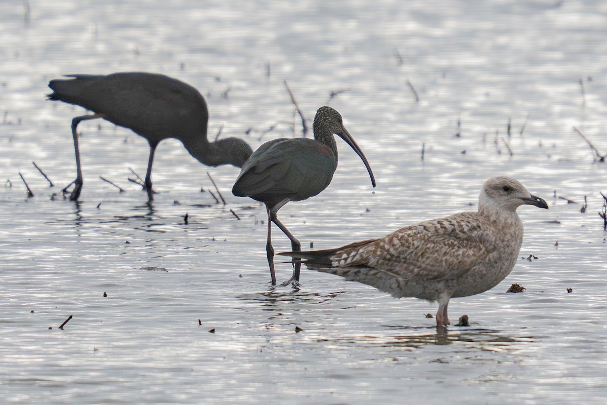 European Herring Gull - ML645177447