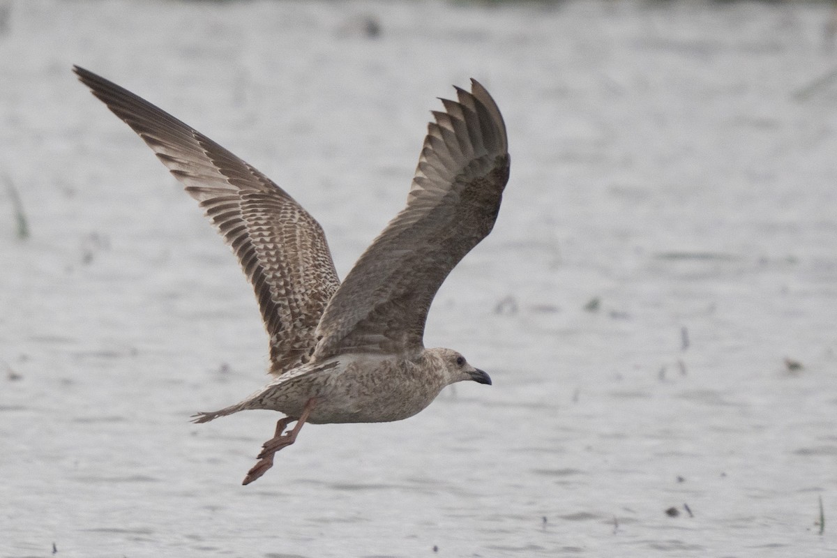 European Herring Gull - ML645177448
