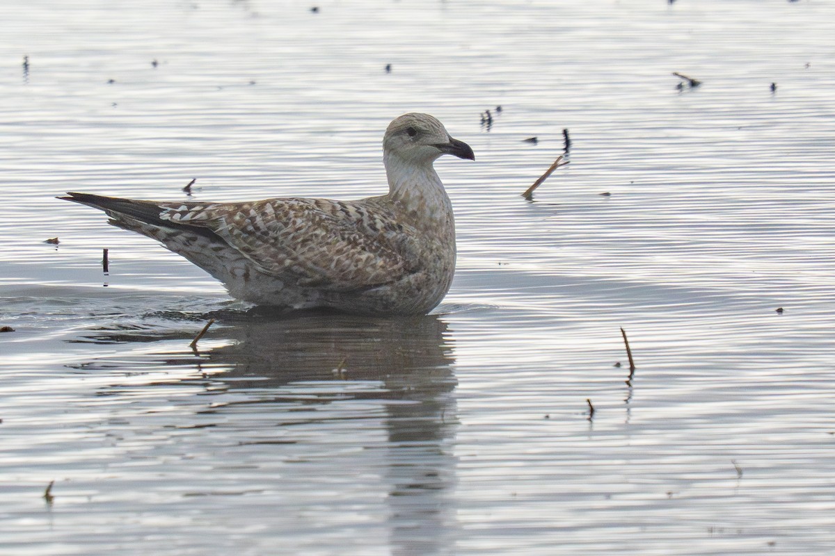 European Herring Gull - ML645177450