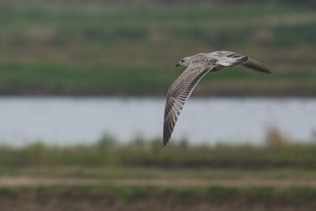 European Herring Gull - ML645177451
