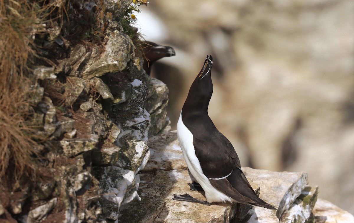 Pottorro arrunta - ML645177454