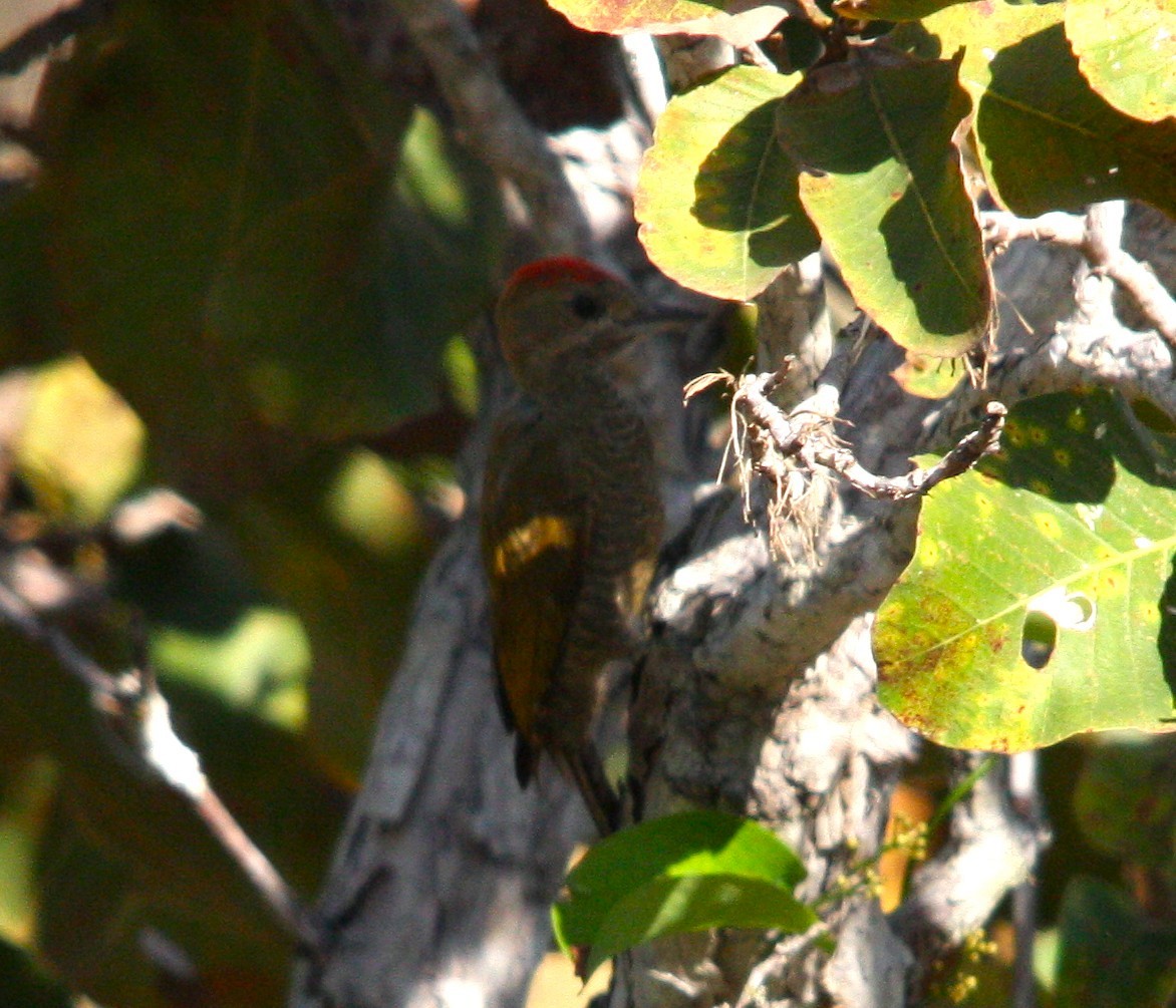 Little Woodpecker - ML645177455