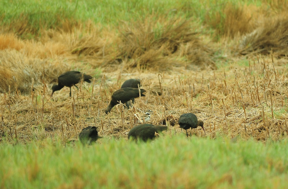 Puna-beltzarana - ML645177456