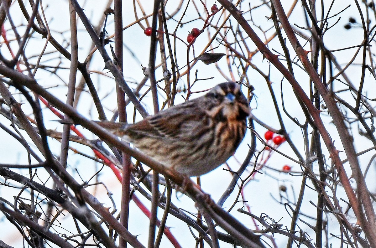 Song Sparrow - ML645177459