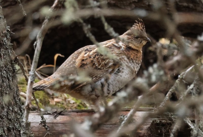 Ruffed Grouse - ML645177460