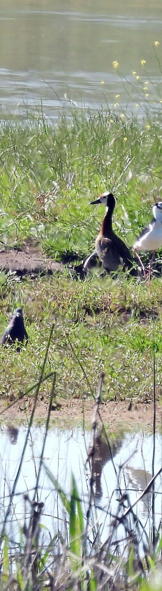 Zuhaitz-ahate musuzuria - ML645177462