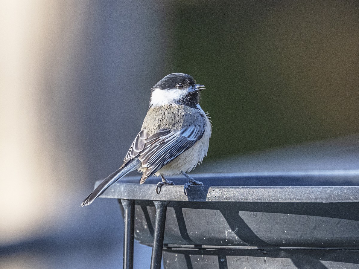 Black-capped Chickadee - ML645177464