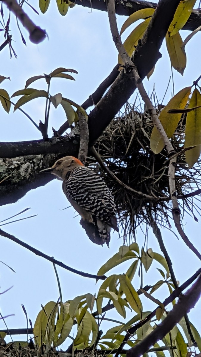 Red-crowned Woodpecker - ML645177465