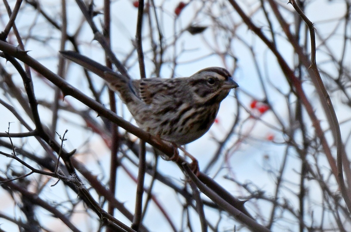 Song Sparrow - ML645177466