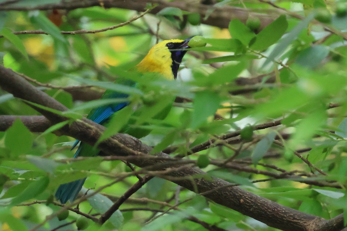 Blue-winged Leafbird - ML645177467