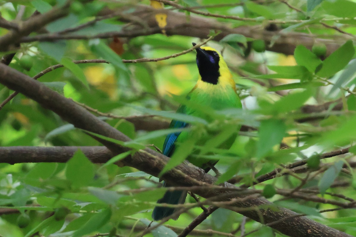 Blue-winged Leafbird - ML645177468