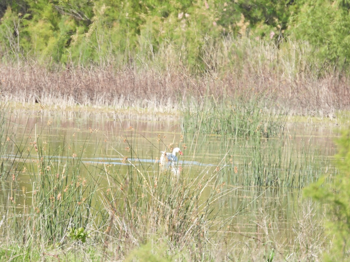 Koskoroba beltxarga - ML645177469