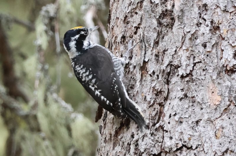 American Three-toed Woodpecker - ML645177470
