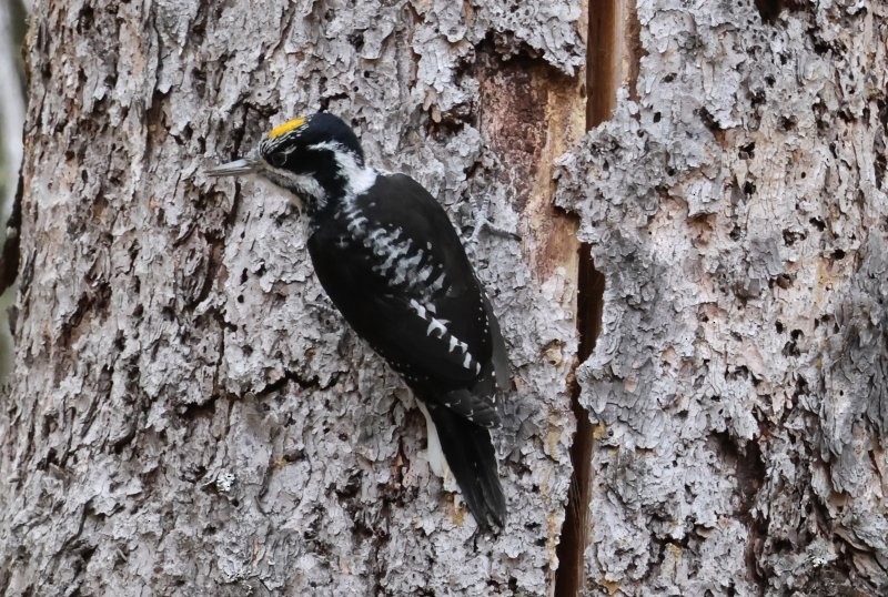 American Three-toed Woodpecker - ML645177471