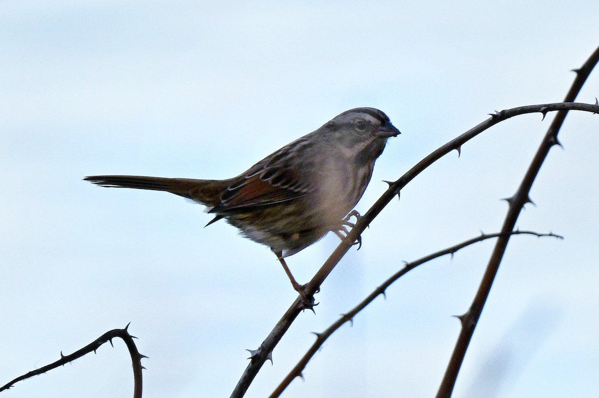 Song Sparrow - ML645177472
