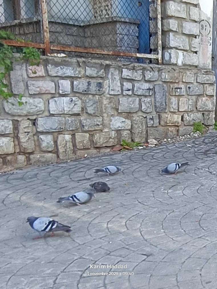 Rock Pigeon (Feral Pigeon) - ML645177475