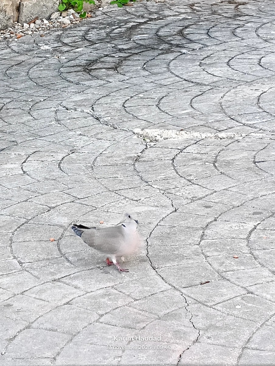 Eurasian Collared-Dove - ML645177482