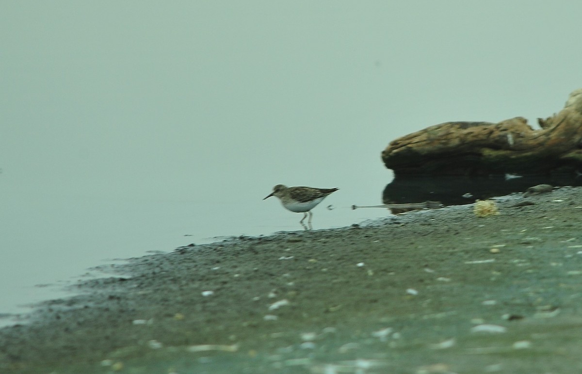 Gambecchio americano - ML645177493