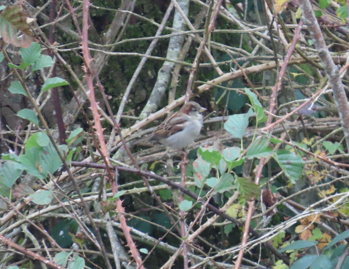 דרור הבית - ML645177494