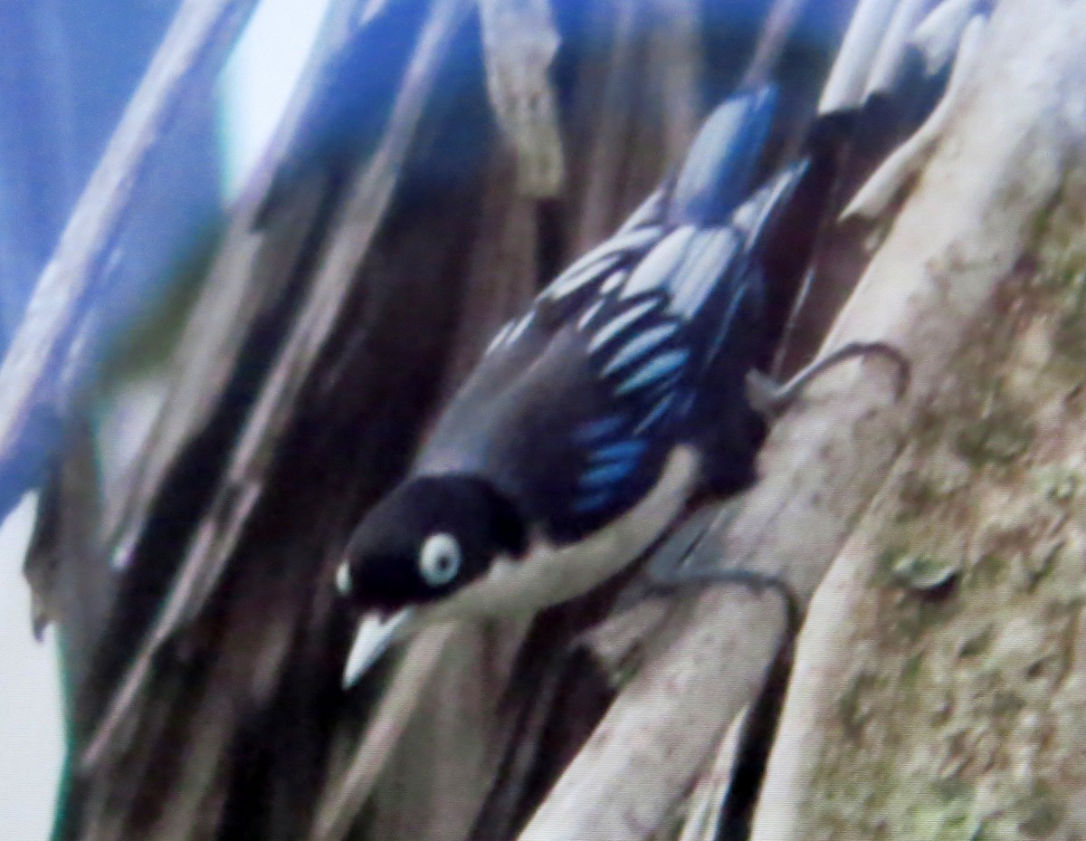 Blue Nuthatch - ML645177500