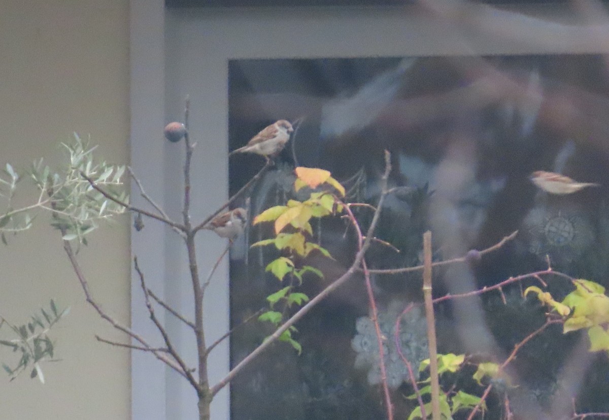 דרור הבית - ML645177502