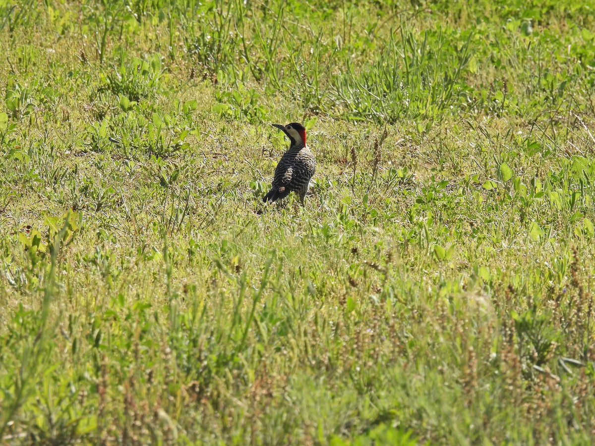 Черноусый дятел - ML645177521