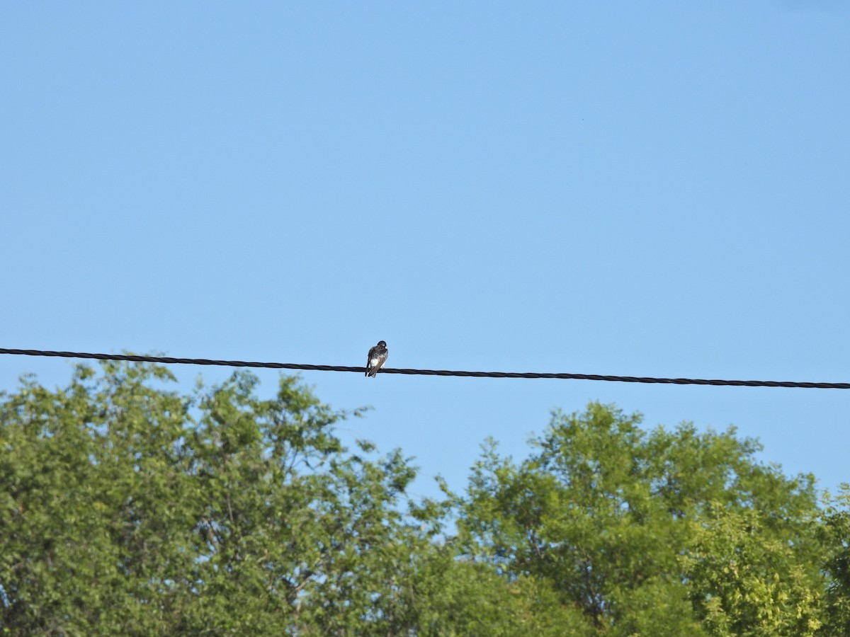 Hirondelle à diadème - ML645177553