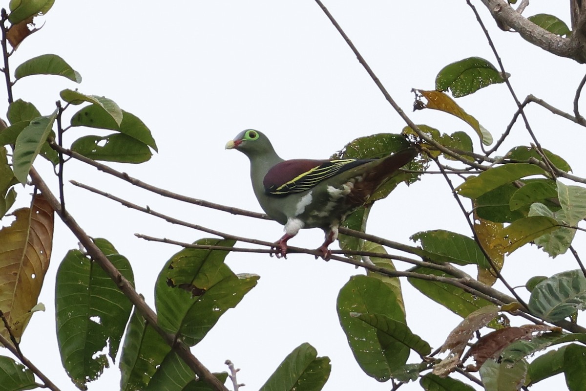 Вінаго індокитайський - ML645177557