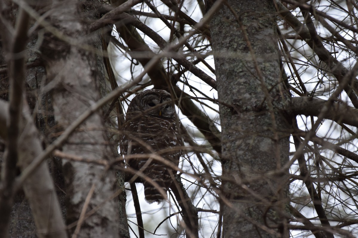 Barred Owl - ML645177566