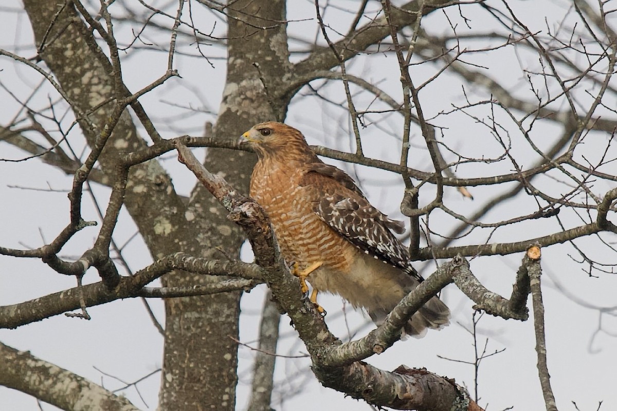 Red-shouldered Hawk - ML645177576
