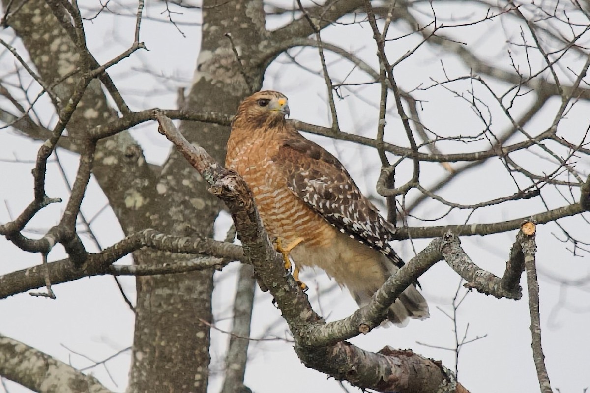 Red-shouldered Hawk - ML645177577