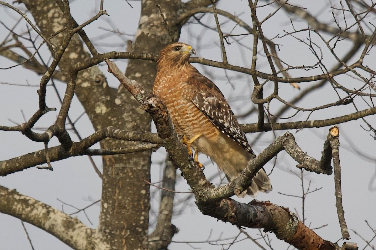 Red-shouldered Hawk - ML645177578