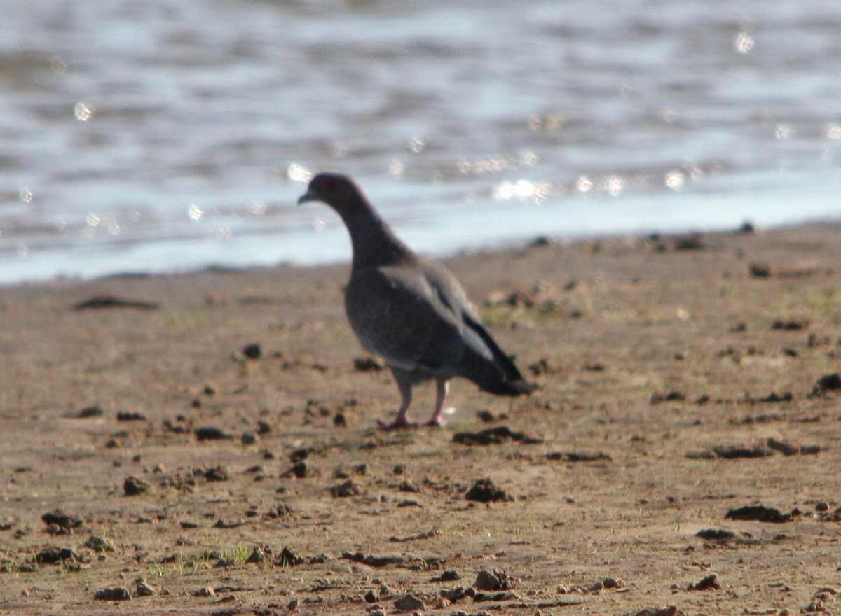 Paloma Picazuró - ML645177585