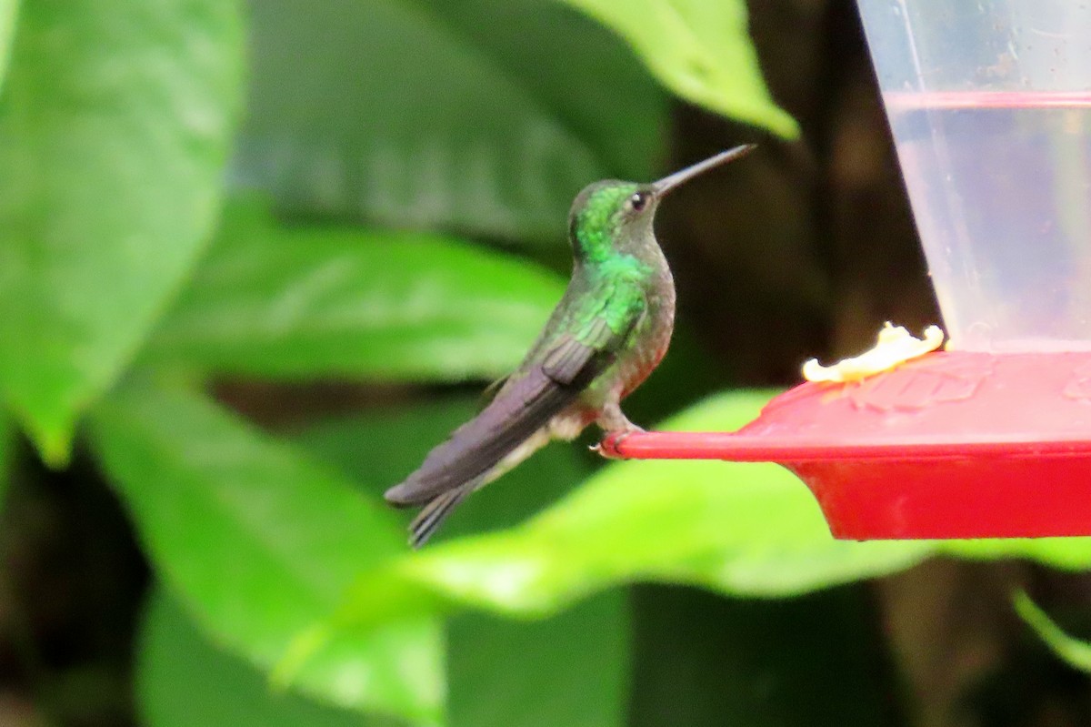 Purple-chested Hummingbird - ML645177603