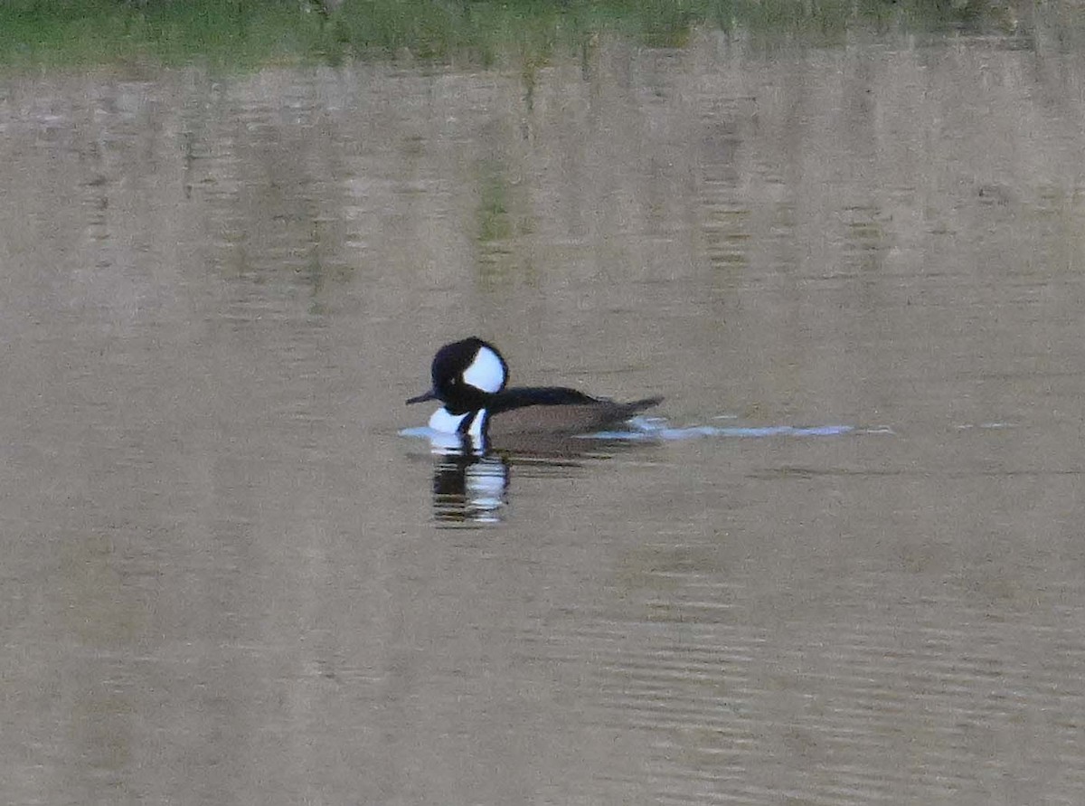 Smergo dal cappuccio - ML645177613