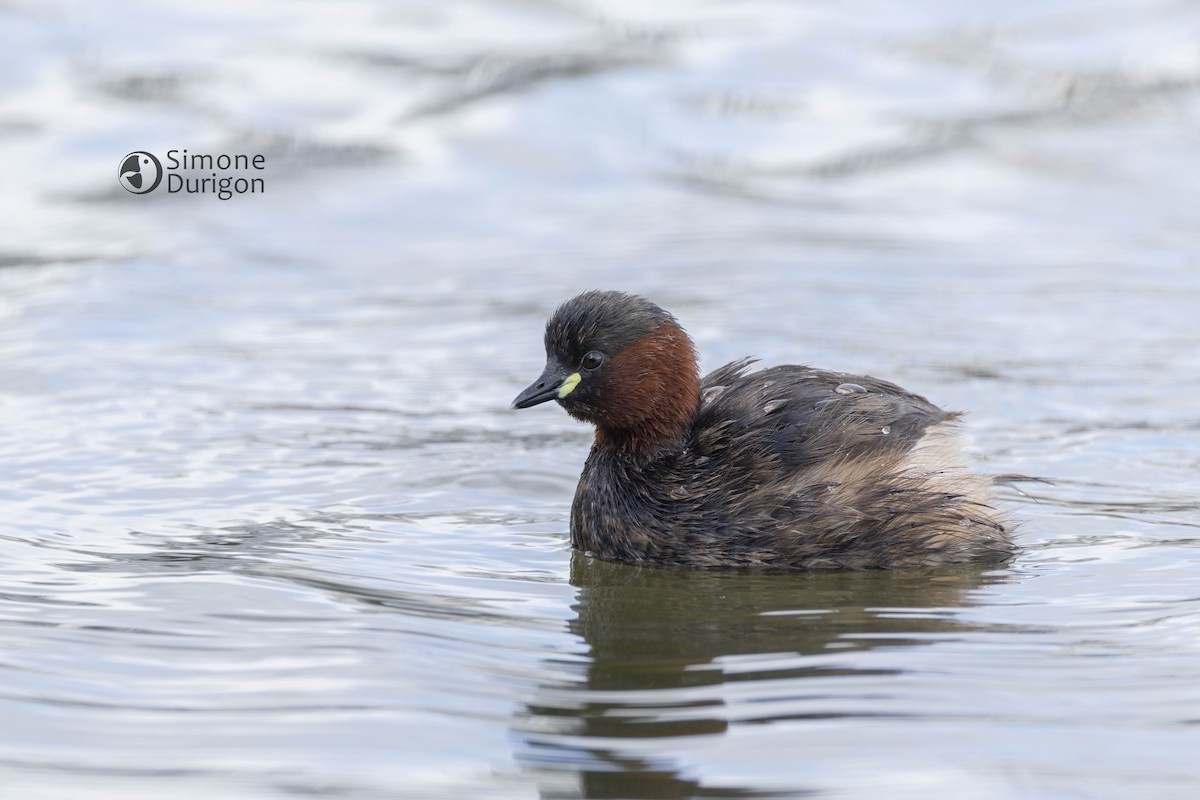 Little Grebe - ML645177619