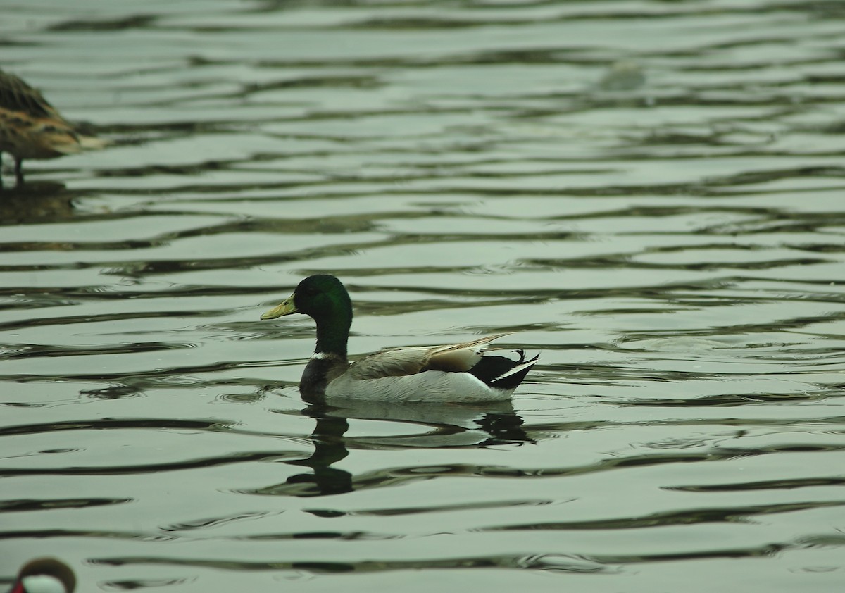 Anatra germanata - ML645177626