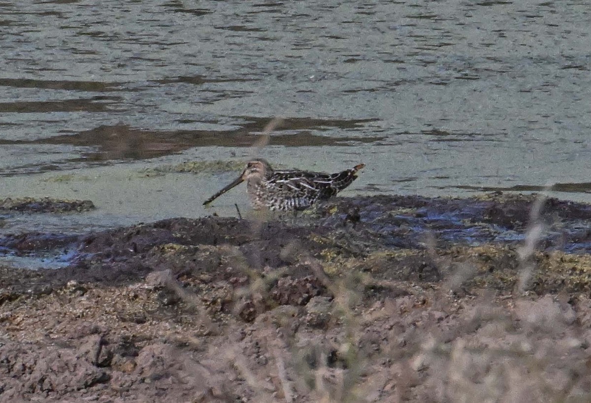 Wilson's Snipe - ML645177633
