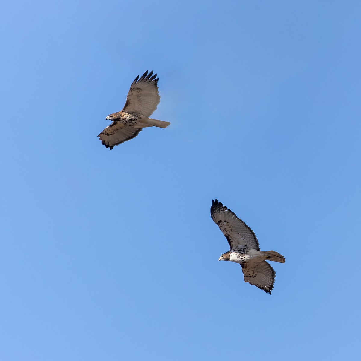 Red-tailed Hawk - ML645177641