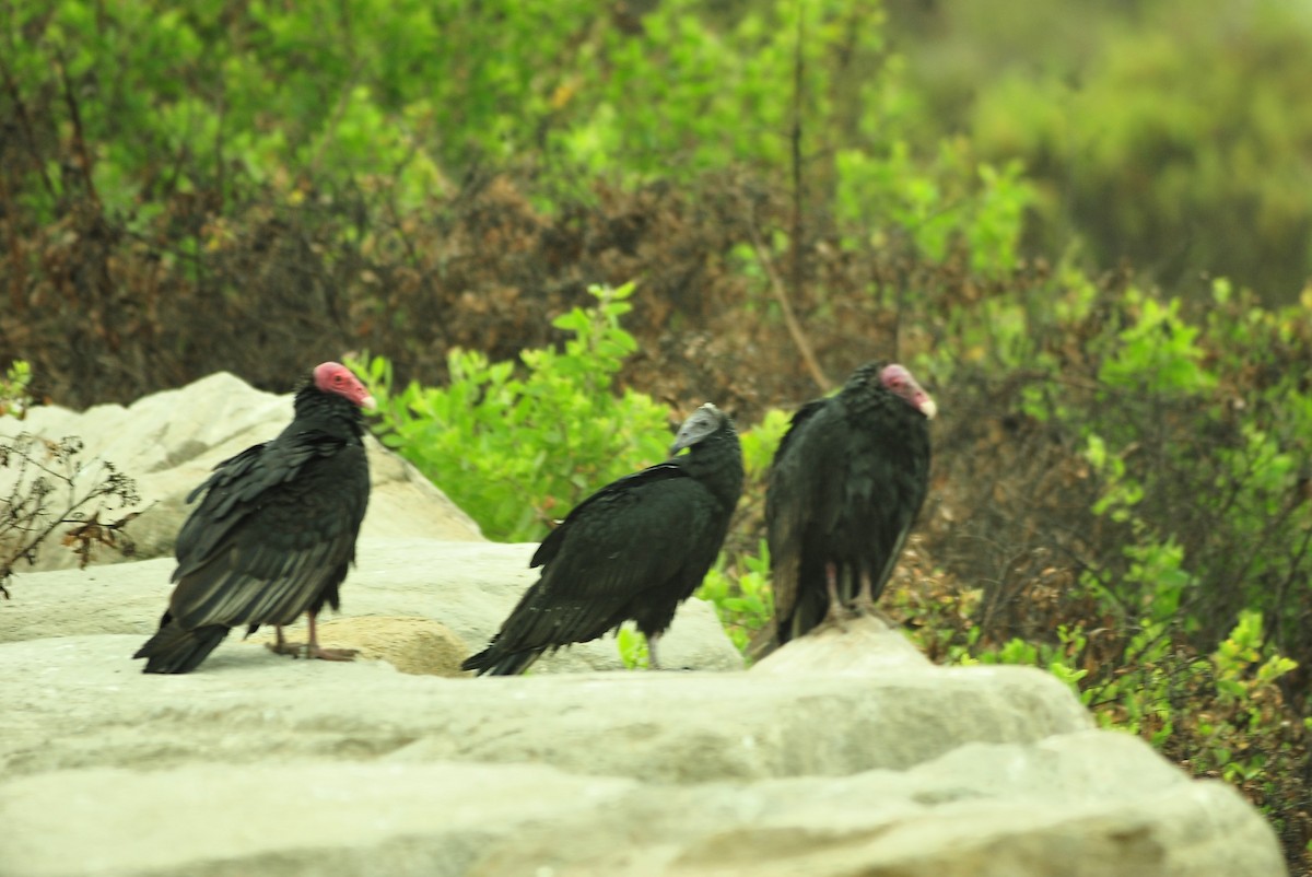Turkey Vulture - ML645177646
