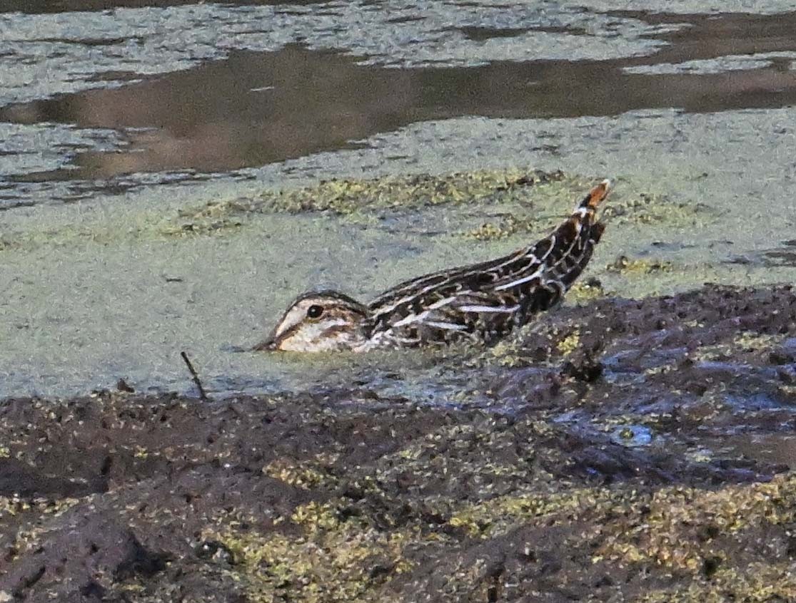 Wilson's Snipe - ML645177650