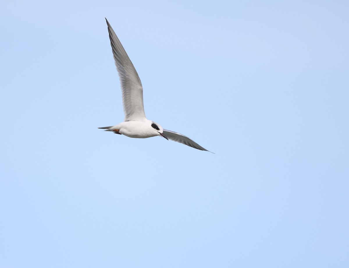 Forster's Tern - ML645177663