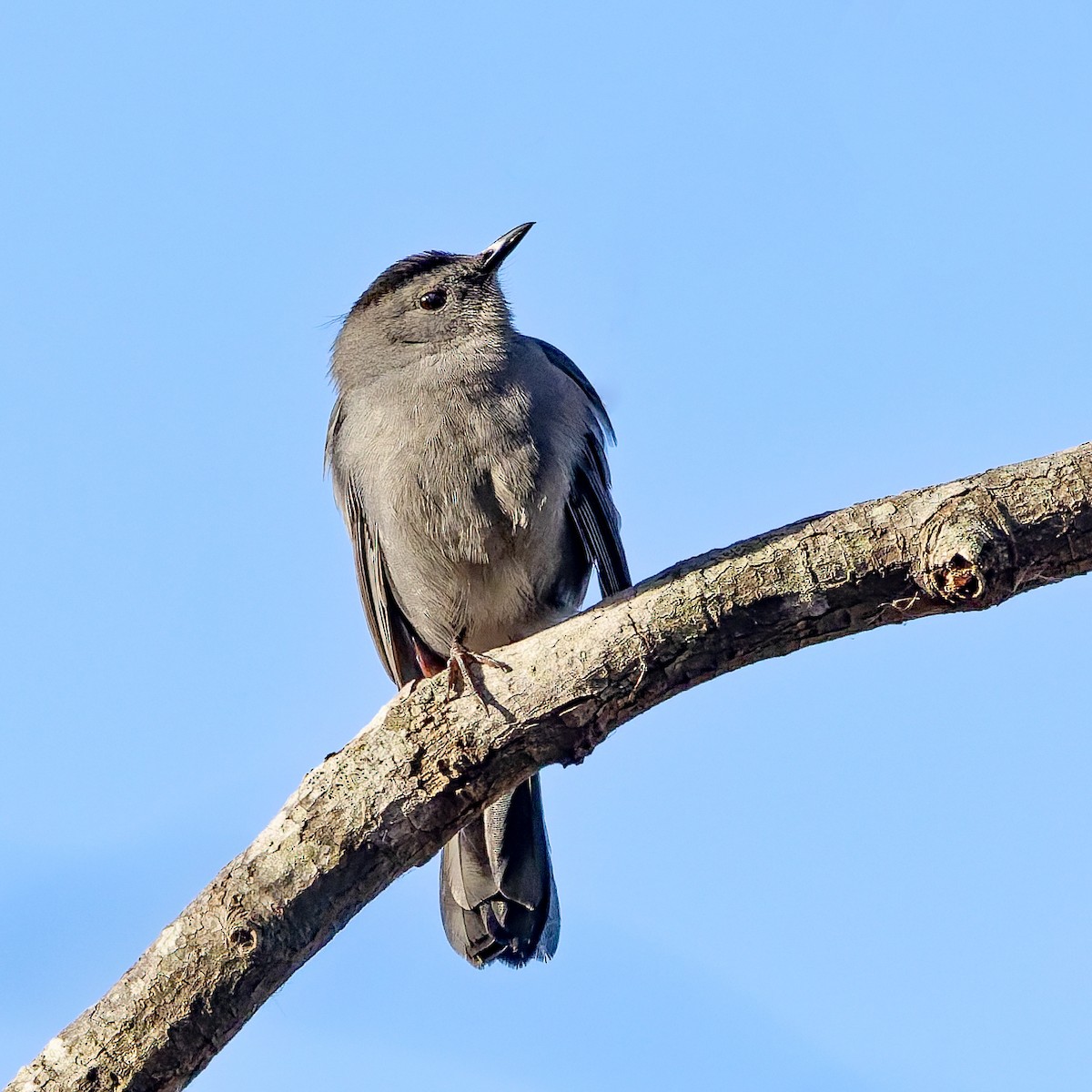 Gray Catbird - ML645177665