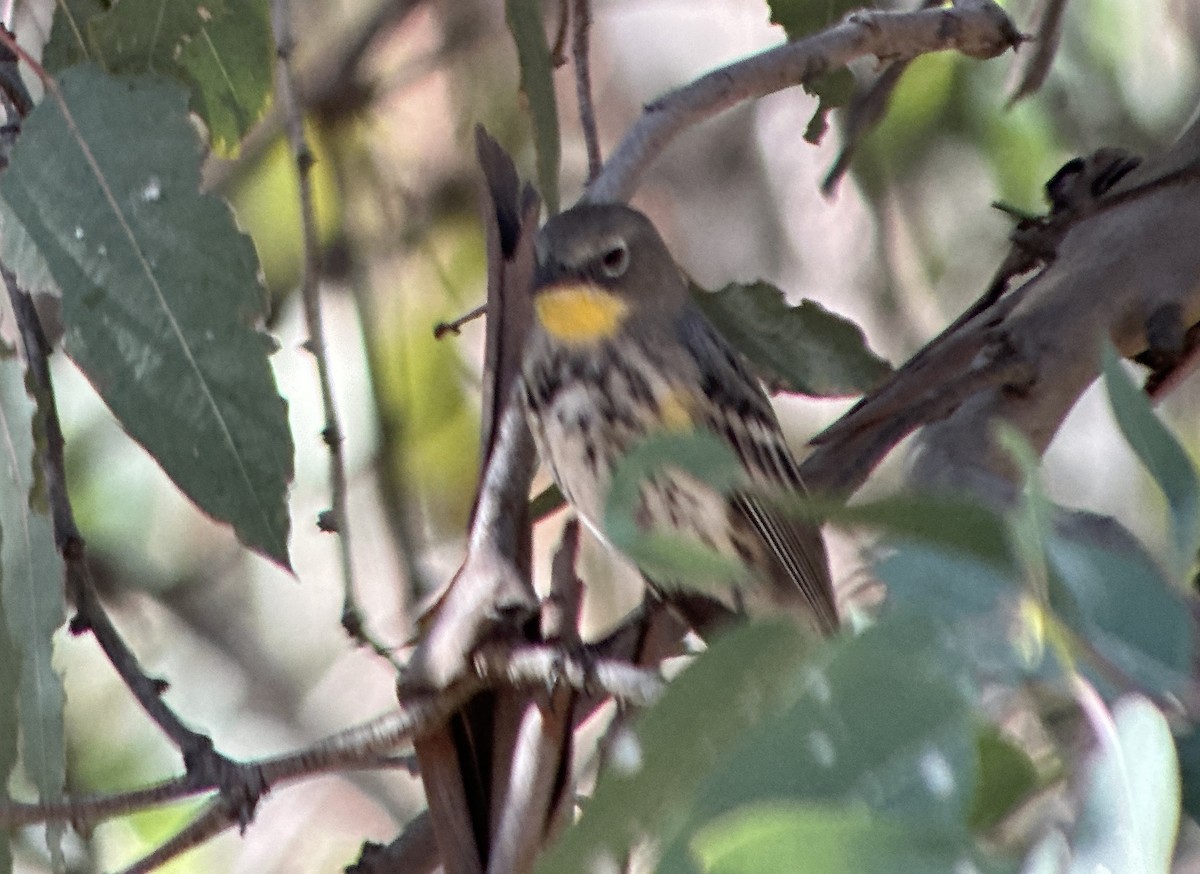 Yellow-rumped Warbler (Myrtle x Audubon's) - ML645177671